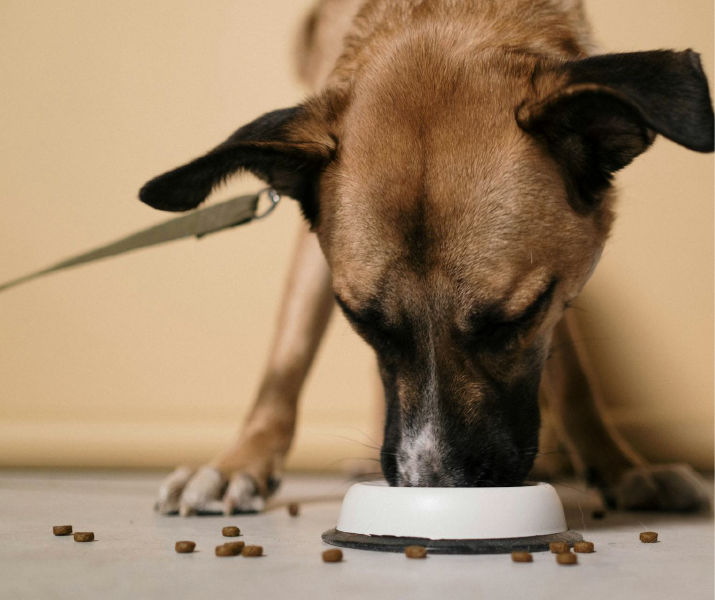 Omega 3 y omega 6 para perros